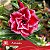 Amásia - Enxerto Rosa do Deserto - Imagem 1