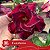 Constanza - Enxerto Rosa Do Deserto - Imagem 2
