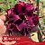 Black Evil - Enxerto Rosa do Deserto - Imagem 2