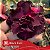 Black Evil - Enxerto Rosa do Deserto - Imagem 3