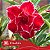 Onolulu - Enxerto Rosa do Deserto - Imagem 3