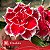 Onolulu - Enxerto Rosa do Deserto - Imagem 1