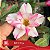 IRD Nyx Florífera - Enxerto Rosa do Deserto - Imagem 2