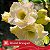 Bridal Bouquet - Enxerto Rosa do Deserto - Imagem 4