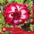 37 - Enxerto Rosa do Deserto - Imagem 3