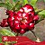 37 - Enxerto Rosa do Deserto - Imagem 2