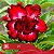 37 - Enxerto Rosa do Deserto - Imagem 1