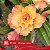 FF166 Orange Lover - Enxerto Rosa do Deserto - Imagem 2