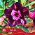 Tulsa - Enxerto Rosa do Deserto - Imagem 1