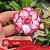 Sofia - Enxerto Rosa do Deserto - Imagem 2