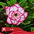 Sofia - Enxerto Rosa do Deserto - Imagem 1