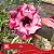 E16 - Enxerto Rosa do Deserto - Imagem 2