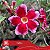 Dalila - Enxerto Rosa do Deserto - Imagem 2