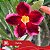 Dalila - Enxerto Rosa do Deserto - Imagem 1