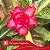 Variegata Sagitário - Enxerto Rosa do Deserto - Imagem 1