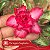 Variegata Sagitário - Enxerto Rosa do Deserto - Imagem 2