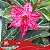 418 - Enxerto Rosa do Deserto - Imagem 4