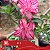 418 - Enxerto Rosa do Deserto - Imagem 3