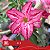 418 - Enxerto Rosa do Deserto - Imagem 2