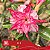 418 - Enxerto Rosa do Deserto - Imagem 1
