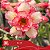 E122 - Enxerto Rosa do Deserto - Imagem 1