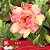 E122 - Enxerto Rosa do Deserto - Imagem 2
