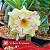 Yellow Treasure - Enxerto Rosa do Deserto - Imagem 1
