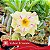 Yellow Treasure - Enxerto Rosa do Deserto - Imagem 4