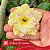 Yellow Treasure - Enxerto Rosa do Deserto - Imagem 2