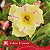 Yellow Treasure - Enxerto Rosa do Deserto - Imagem 3