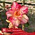 Tweety - Enxerto Rosa do Deserto - Imagem 3