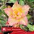 Tweety - Enxerto Rosa do Deserto - Imagem 2