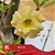 IRD 04 Perfumada - Enxerto Rosa do Deserto - Imagem 1