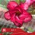IRD 17 - Enxerto Rosa do Deserto - Imagem 1