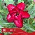 IRD 17 - Enxerto Rosa do Deserto - Imagem 2