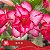 IRD 31 - Enxerto Rosa do Deserto - Imagem 1