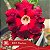 IRD Noctua - Enxerto Rosa do Deserto - Imagem 2