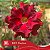 IRD Noctua - Enxerto Rosa do Deserto - Imagem 3