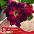 IRD Noctua - Enxerto Rosa do Deserto - Imagem 1