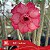 IRD Astrax - Enxerto Rosa do Deserto - Imagem 1