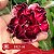 BRD-08 - Enxerto Rosa do Deserto - Imagem 2