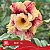 BRD-16 - Enxerto Rosa do Deserto - Imagem 3