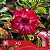 342 - Enxerto Rosa do Deserto - Imagem 2