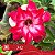 342 - Enxerto Rosa do Deserto - Imagem 1