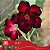 E17 - Enxerto Rosa do Deserto - Imagem 1
