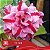 TS 301 - Enxerto Rosa do Deserto - Imagem 3
