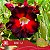 IRD 52 - Enxerto Rosa do Deserto - Imagem 1