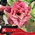 JA74 - Enxerto Rosa do Deserto - Imagem 1