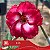 E55 - Enxerto Rosa do Deserto - Imagem 2