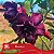 Picenza - Enxerto Rosa do Deserto - Imagem 2
